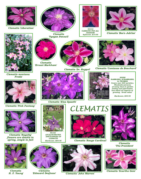 clematis variations